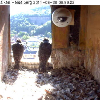 Webcamfoto vom 30.05.2011