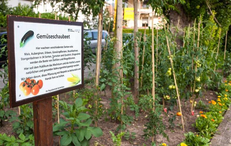 Blick auf ein Gemüsebeet mit Tomaten und Bohnen, Links davon ein Schild, welches dieses Versuchsbeet beschreibt.