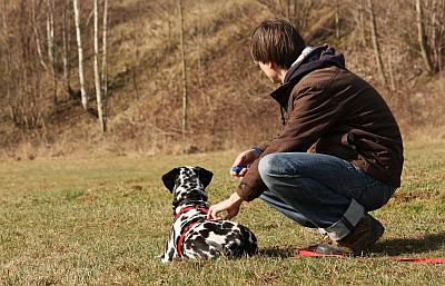 Hund sitzt auf eine Wiese, aufmerksam in die Ferne schauen. Herrchen kommt von hinten mit der Leine