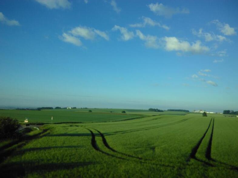 Grünes Getreidefeld mit Spuren die eion Tracktur hinterlassen hat