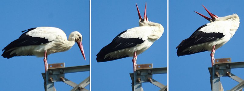 Drei Fotos eines klappernden Storches