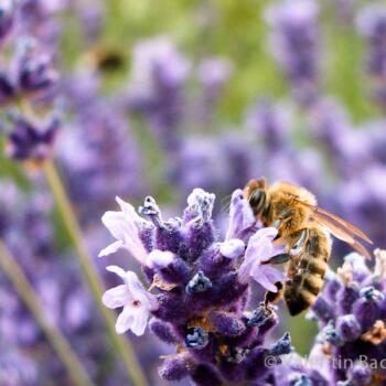 Lavendelkuss - Biene küsst eine Lavendelblüte