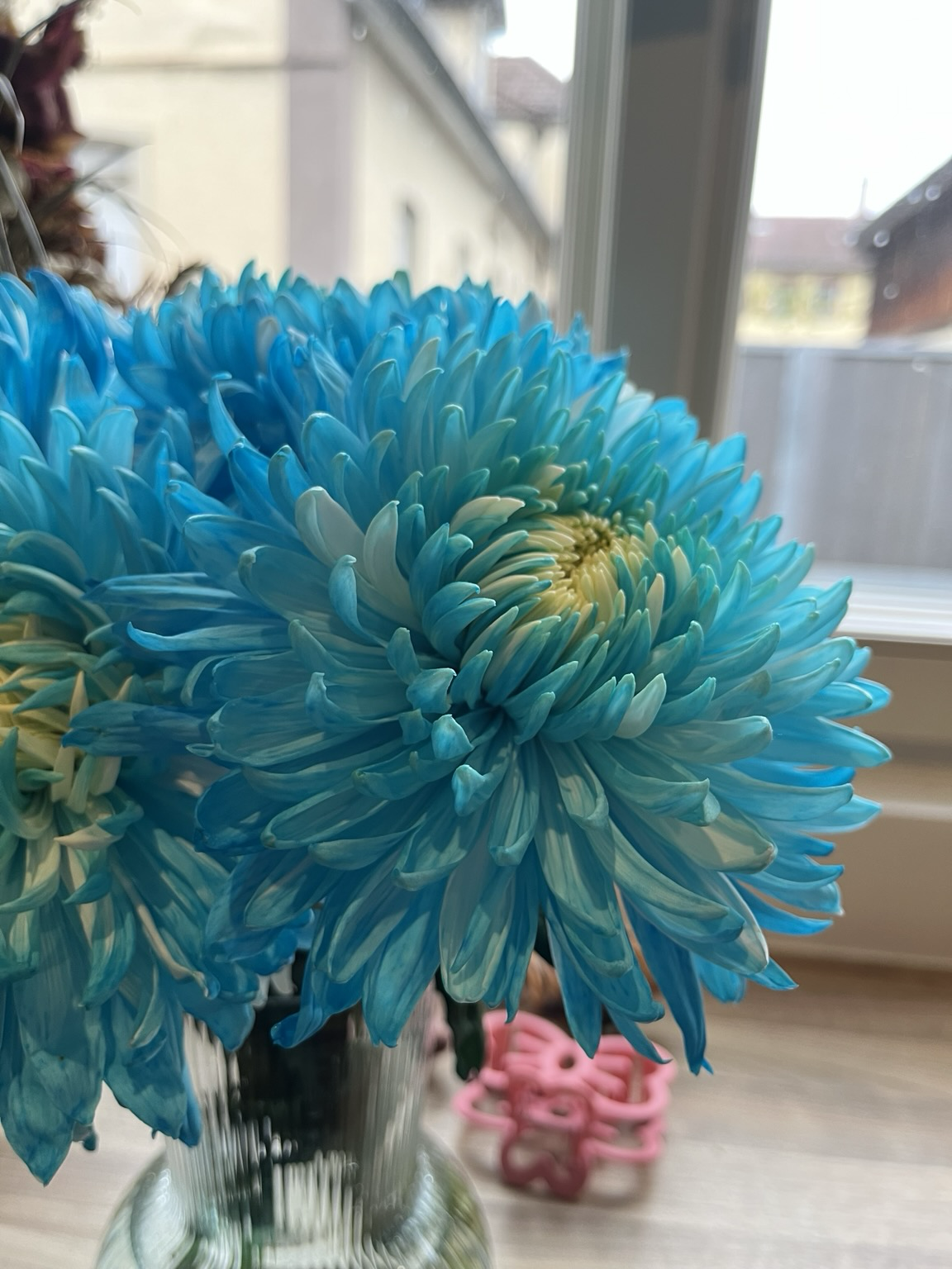 Blumen mit türkisfarbenen Blüten 