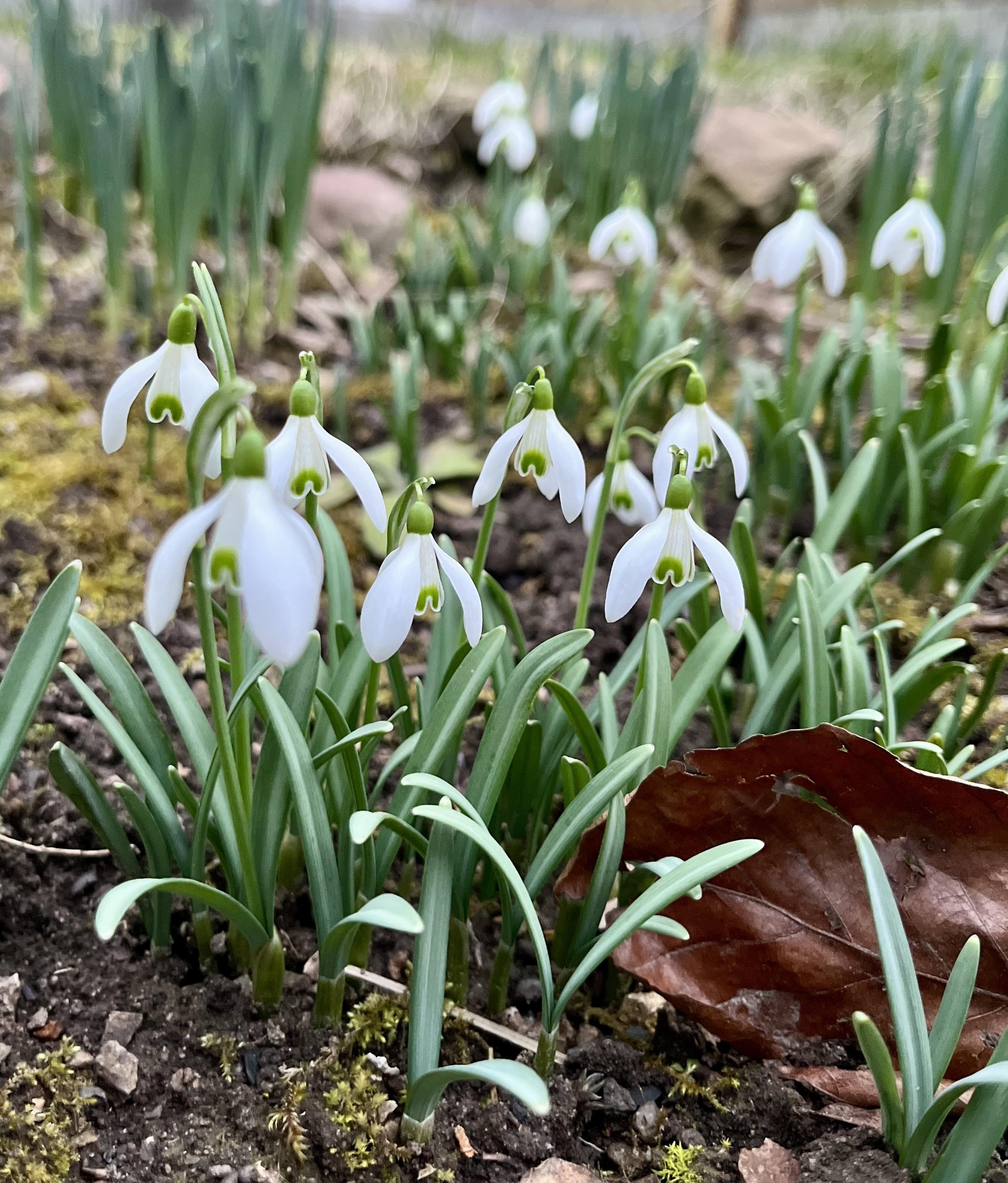einige Schneeglöckchen-Blüten aus nächste Nähe. 