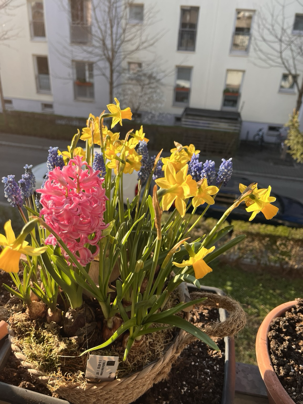 Pflanzen in voller Blüte 