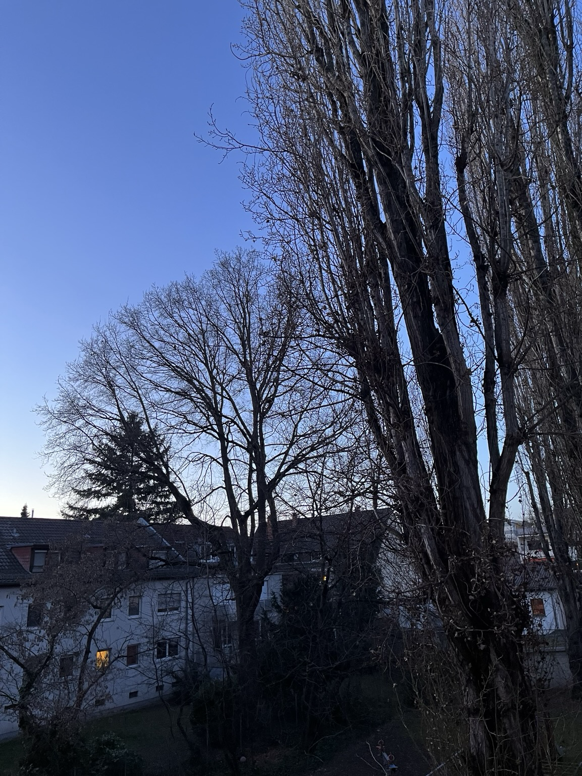 Blick auf einen Hinterhof. Der Himmel ist wolkenlos und die Sonne ist schon untergegangen. Die Bäume tragen keine Blätter. Es ist Februar. 